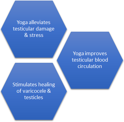 yoga helps improve testicular blood circulation 